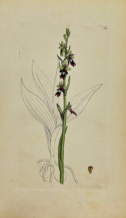 Antique Botanical Print - James Sowerby - Ophrys Insectifera - Fly Orchid - F1