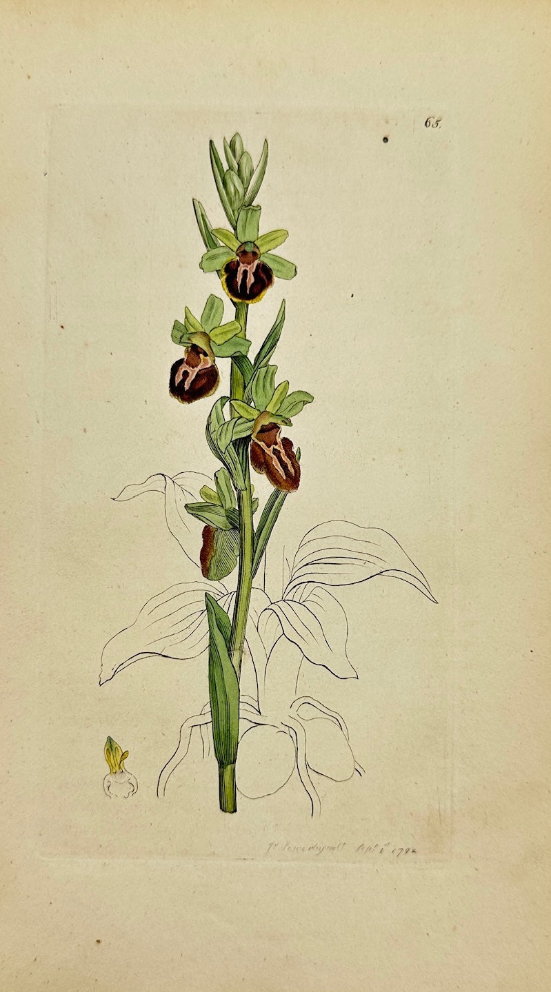 Antique Print - James Sowerby - Ophrys Sphegodes - Early Spider Orchid - F1
