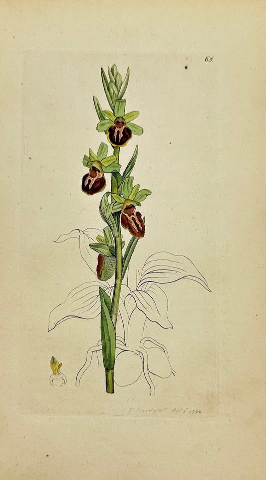 Antique Print - James Sowerby - Ophrys Sphegodes - Early Spider Orchid - F1