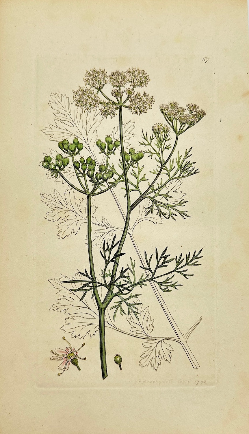 Antique Botanical Print - James Sowerby - Coriandrum Sativum - Coriander - F1
