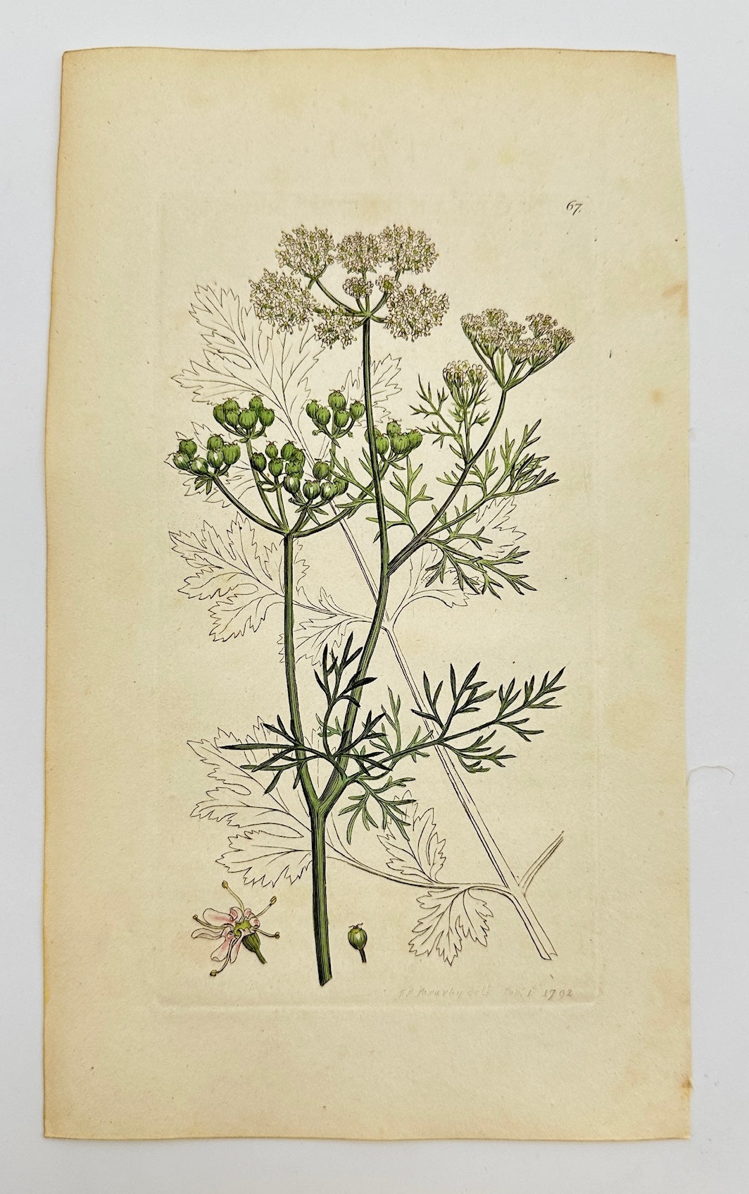 Antique Botanical Print - James Sowerby - Coriandrum Sativum - Coriander - F1