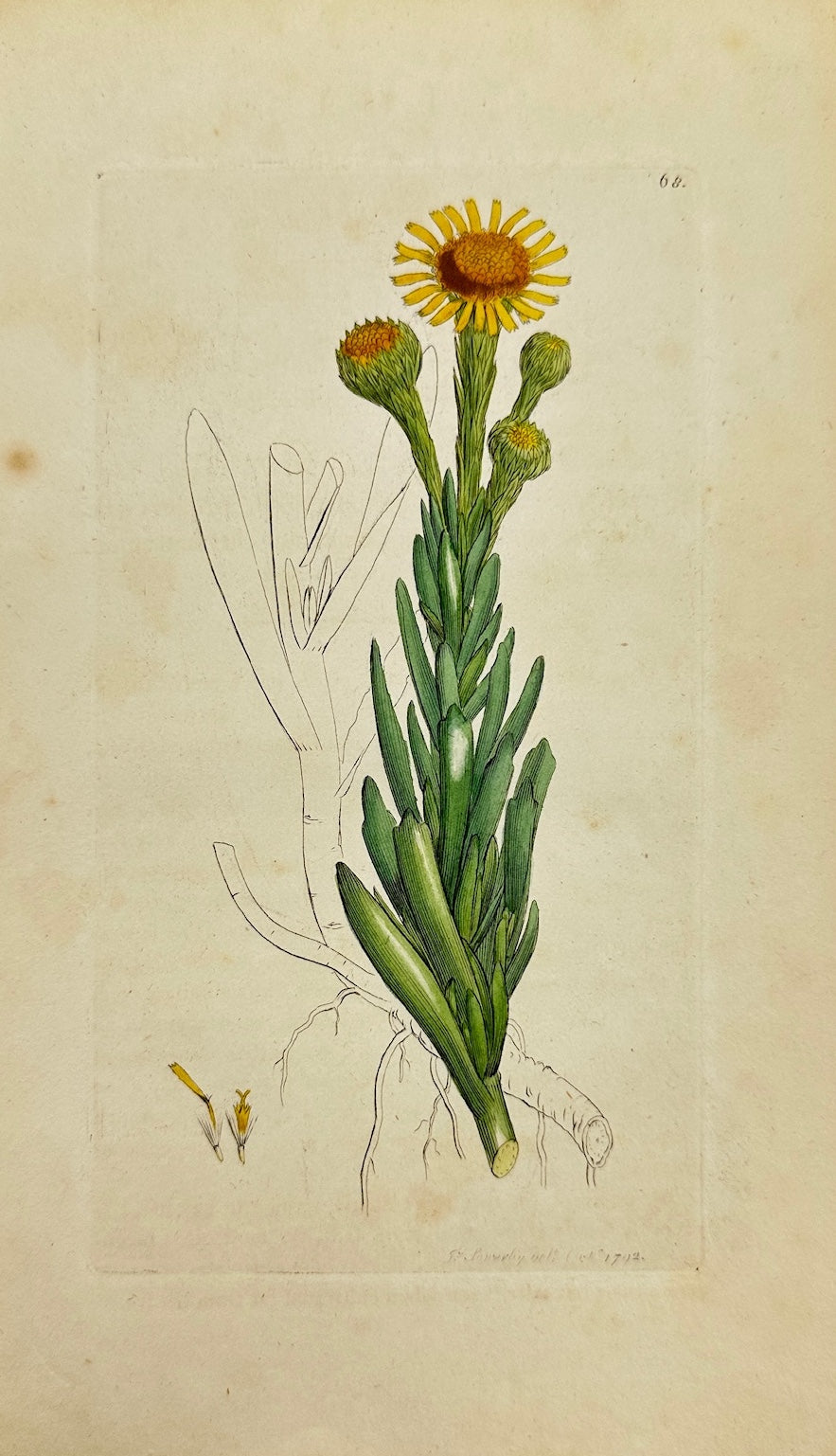 Antique Print - James Sowerby - Inula Crithmoides - Golden Samphire - F1