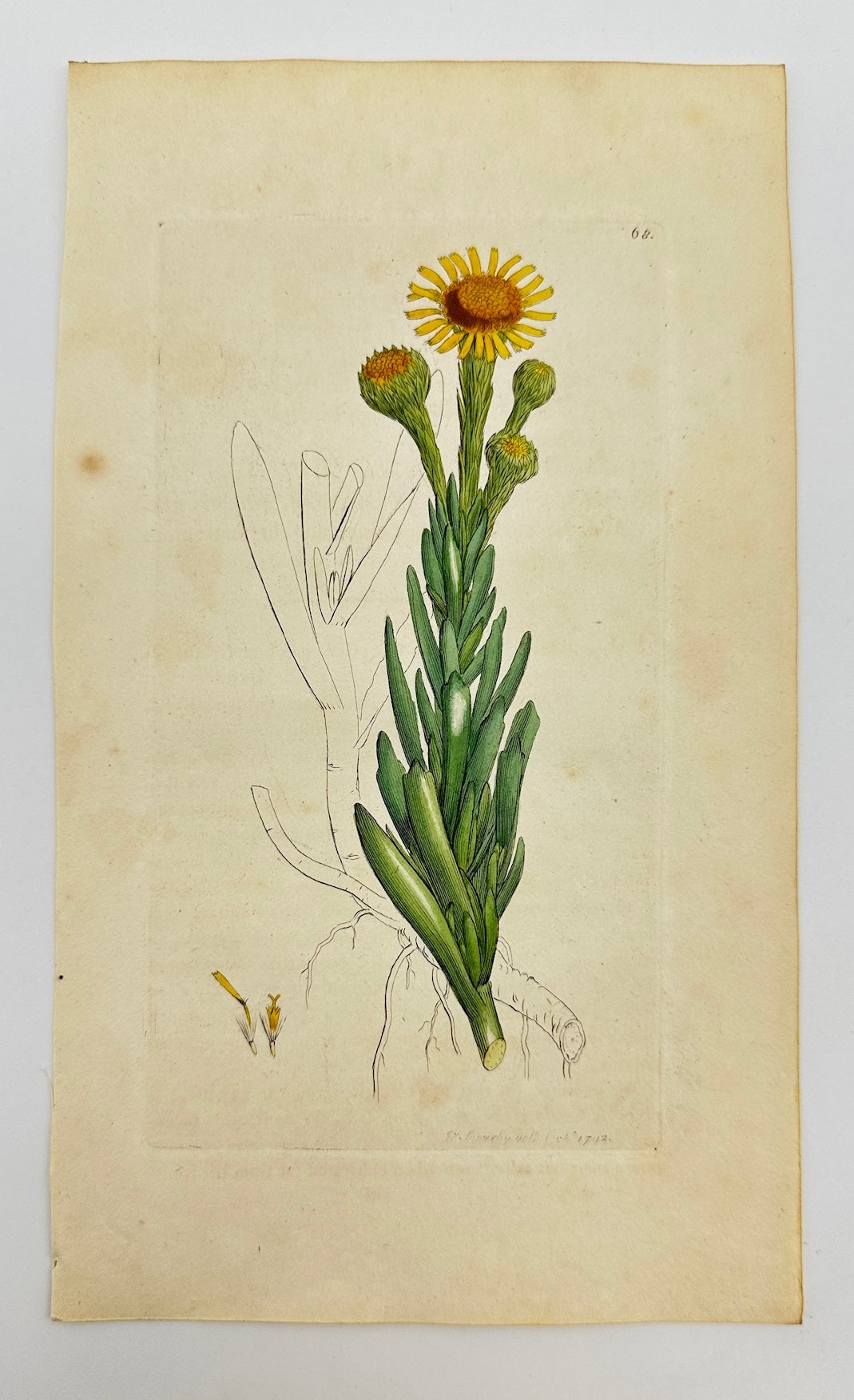 Antique Print - James Sowerby - Inula Crithmoides - Golden Samphire - F1