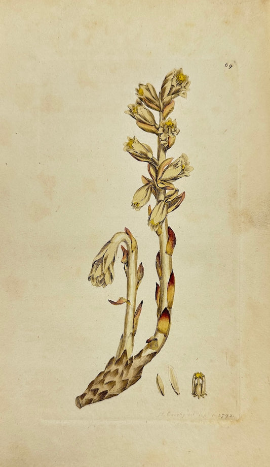 Antique Print - James Sowerby - Monotropa hypopitys - Yellow Bird's-nest - F1