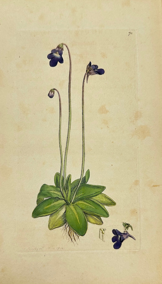Antique Print - James Sowerby - Pinguicula Vulgaris - Common Butterwort - F1