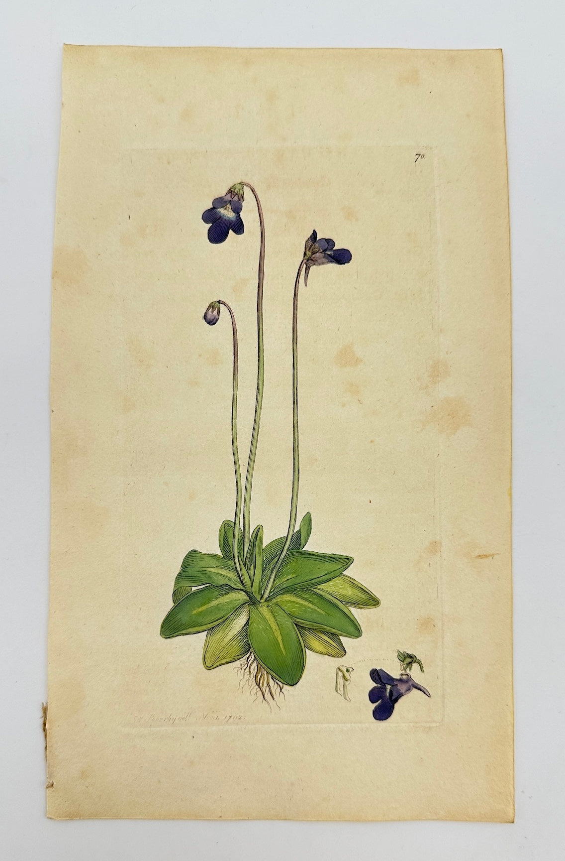 Antique Print - James Sowerby - Pinguicula Vulgaris - Common Butterwort - F1