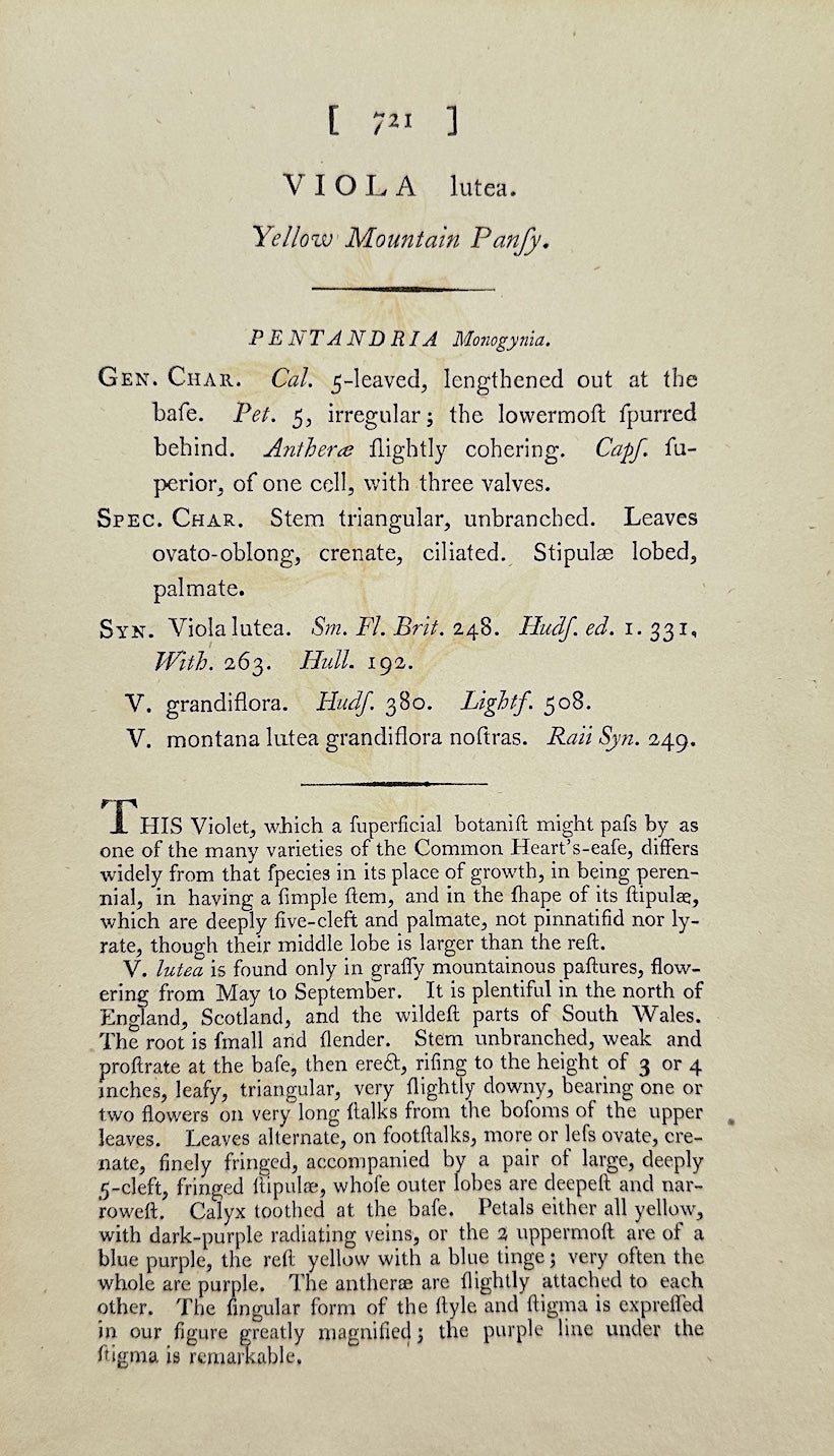 Antique Print - James Sowerby - Viola Lutea - Yellow Mountain Violet - F1