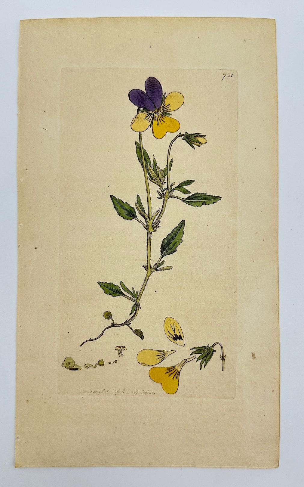 Antique Print - James Sowerby - Viola Lutea - Yellow Mountain Violet - F1