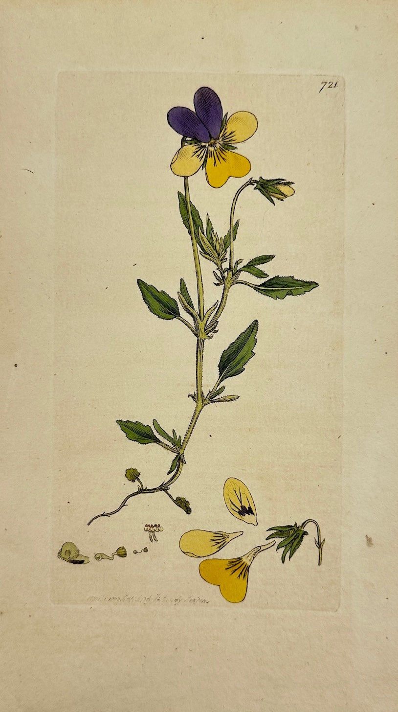 Antique Print - James Sowerby - Viola Lutea - Yellow Mountain Violet - F1
