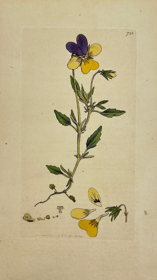 Antique Print - James Sowerby - Viola Lutea - Yellow Mountain Violet - F1