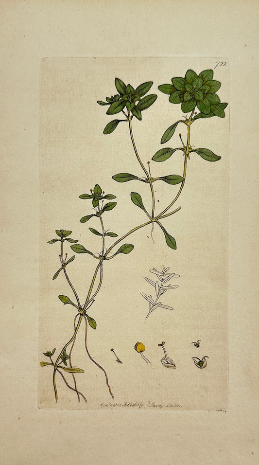 Antique Print - James Sowerby - Callitriche Aquatica - Water Starwort - F1