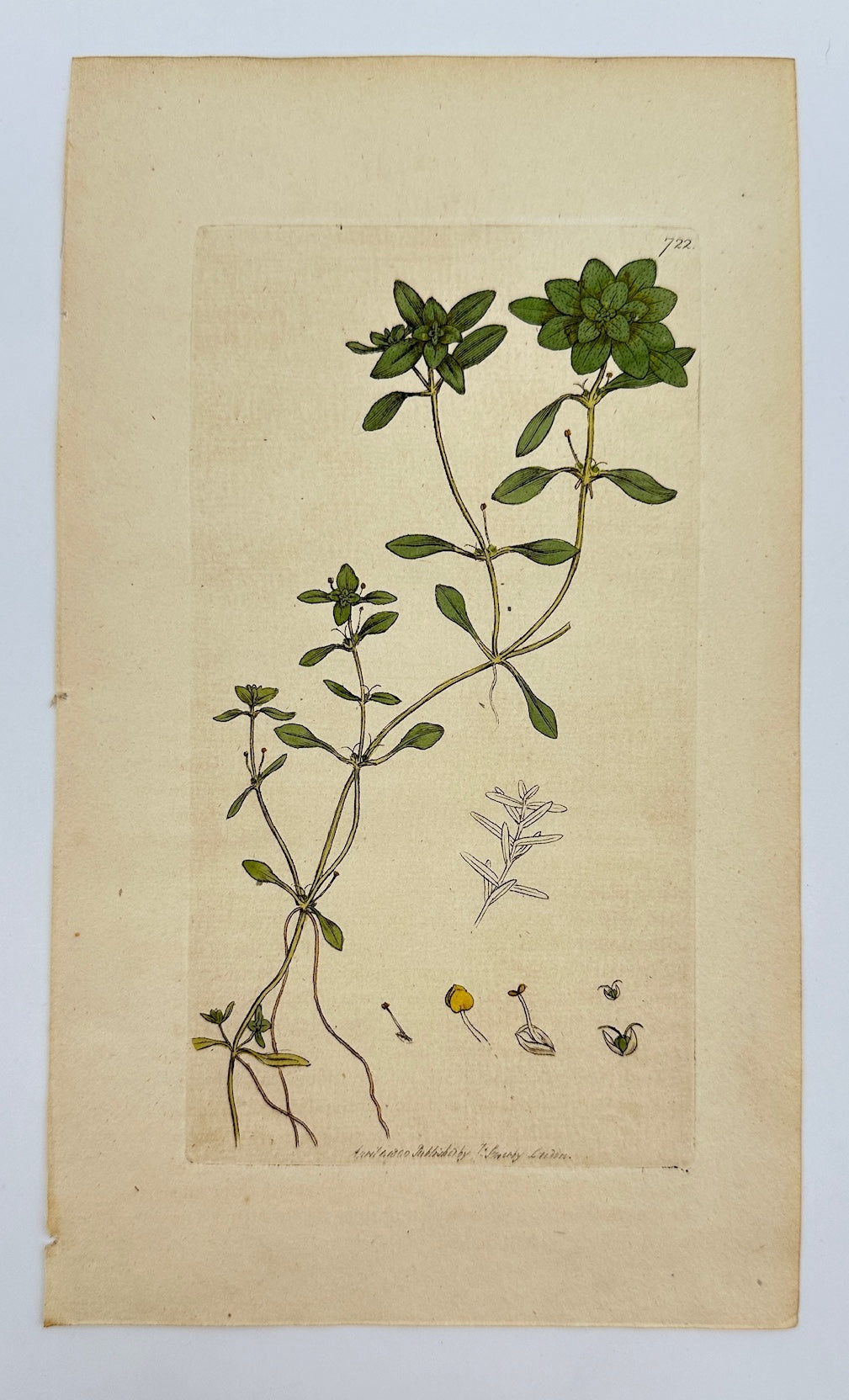 Antique Print - James Sowerby - Callitriche Aquatica - Water Starwort - F1