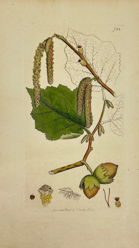 Antique Botanical Print - James Sowerby - Corylus Avellana - Hazel - F1