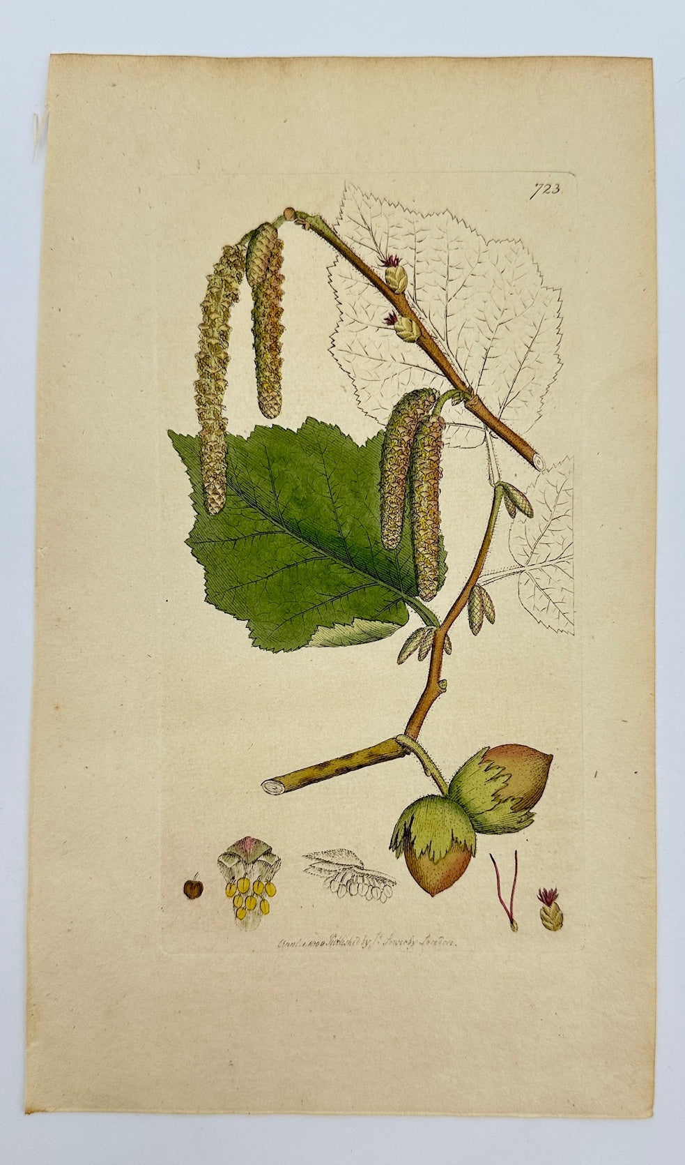 Antique Botanical Print - James Sowerby - Corylus Avellana - Hazel - F1