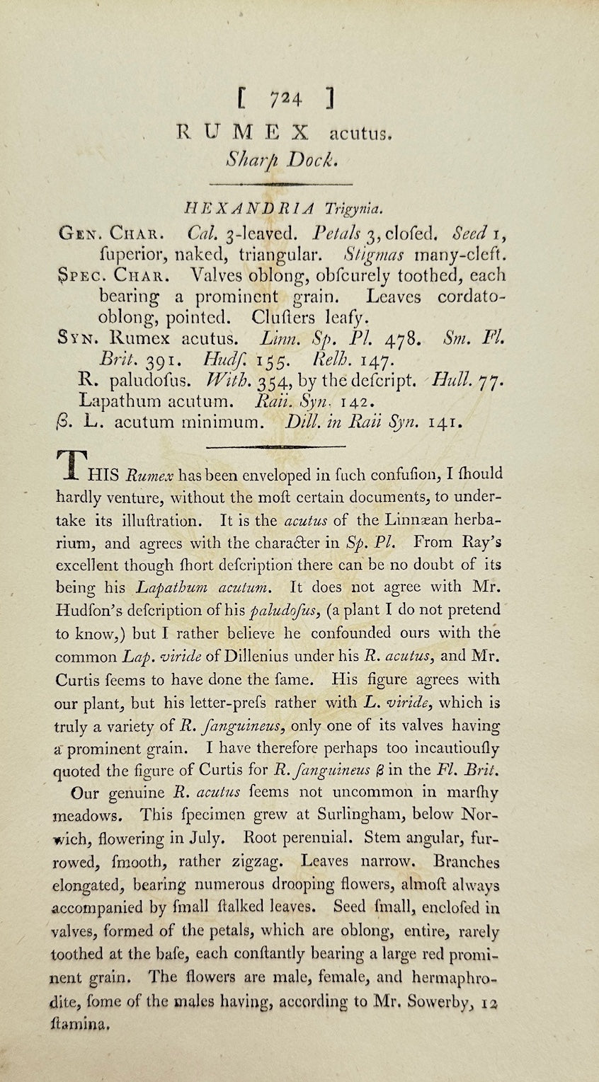 Antique Botanical Print - James Sowerby - Rumex Acutus - Sharp Dock - F1
