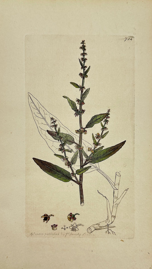 Antique Botanical Print - James Sowerby - Rumex Acutus - Sharp Dock - F1