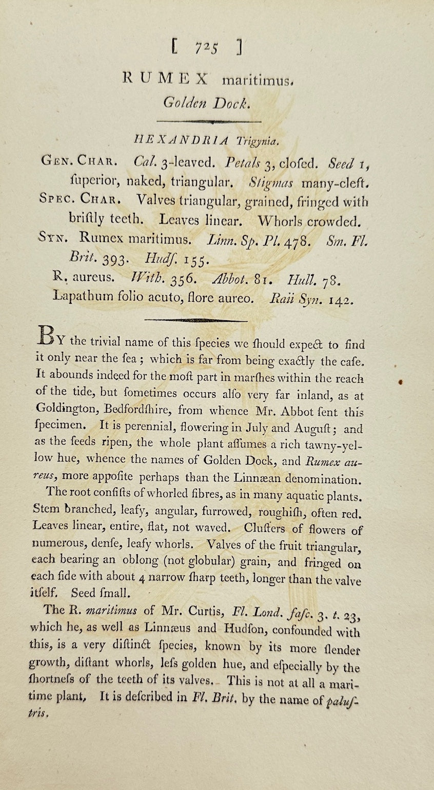 Antique Botanical Print - James Sowerby - Rumex Maritimus - Sea Dock - F1