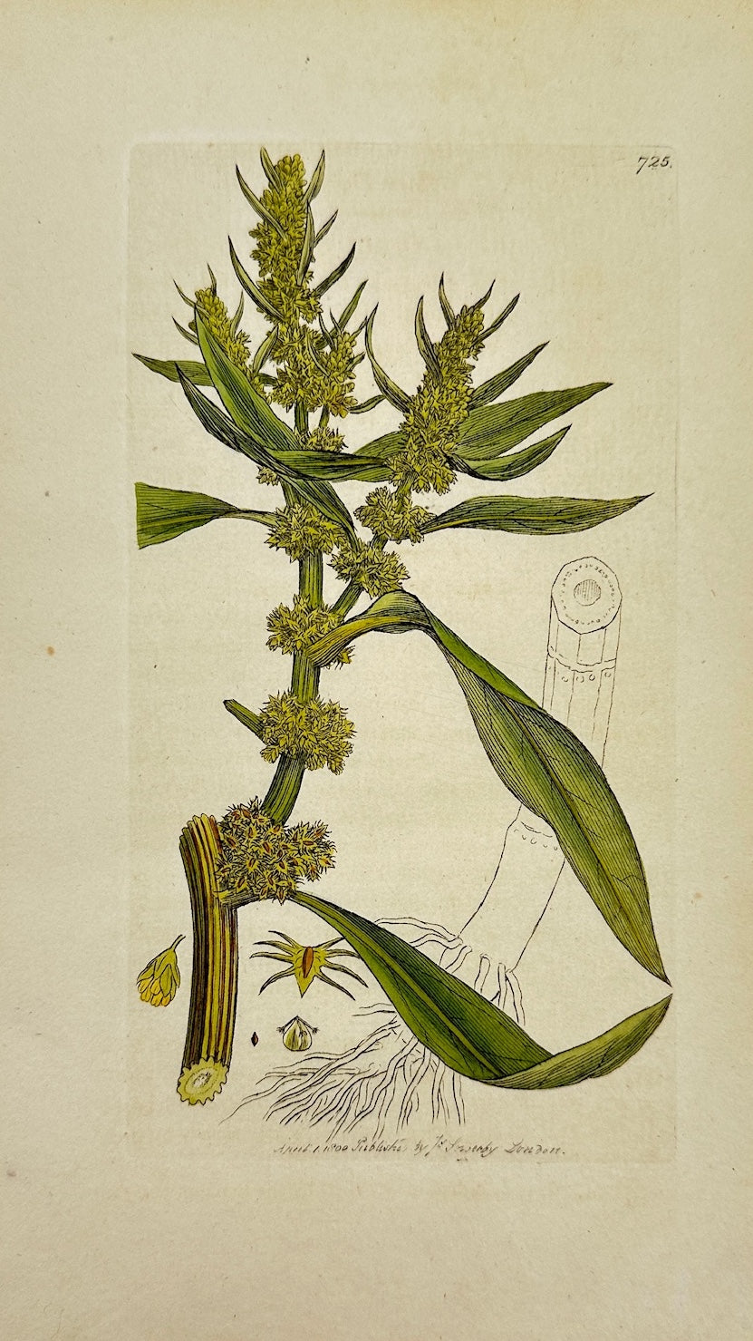 Antique Botanical Print - James Sowerby - Rumex Maritimus - Sea Dock - F1