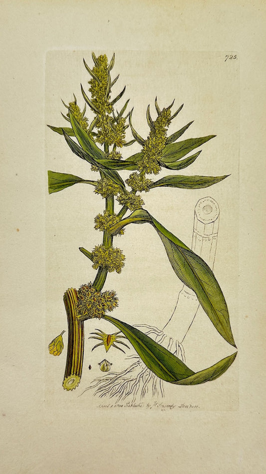 Antique Botanical Print - James Sowerby - Rumex Maritimus - Sea Dock - F1
