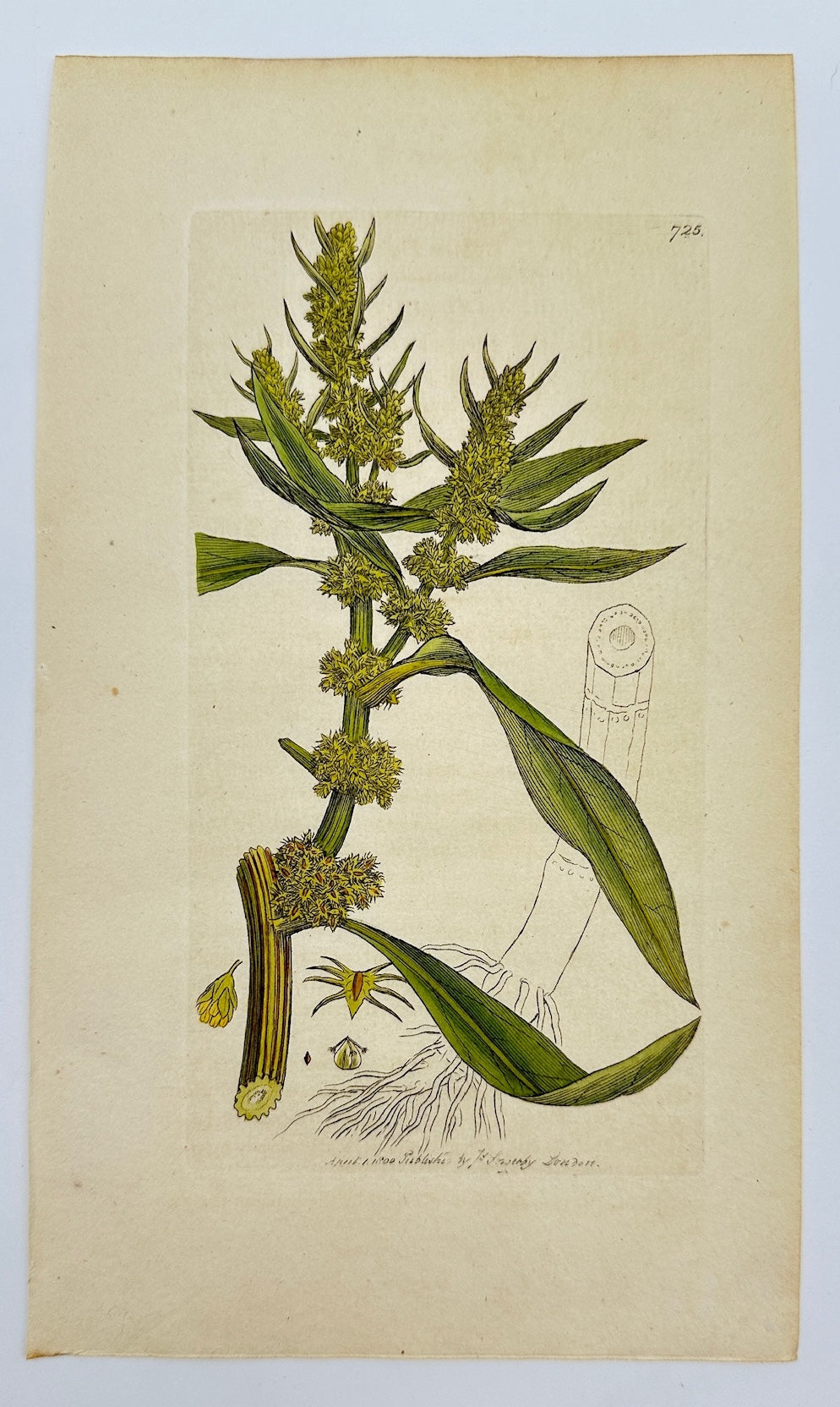Antique Botanical Print - James Sowerby - Rumex Maritimus - Sea Dock - F1