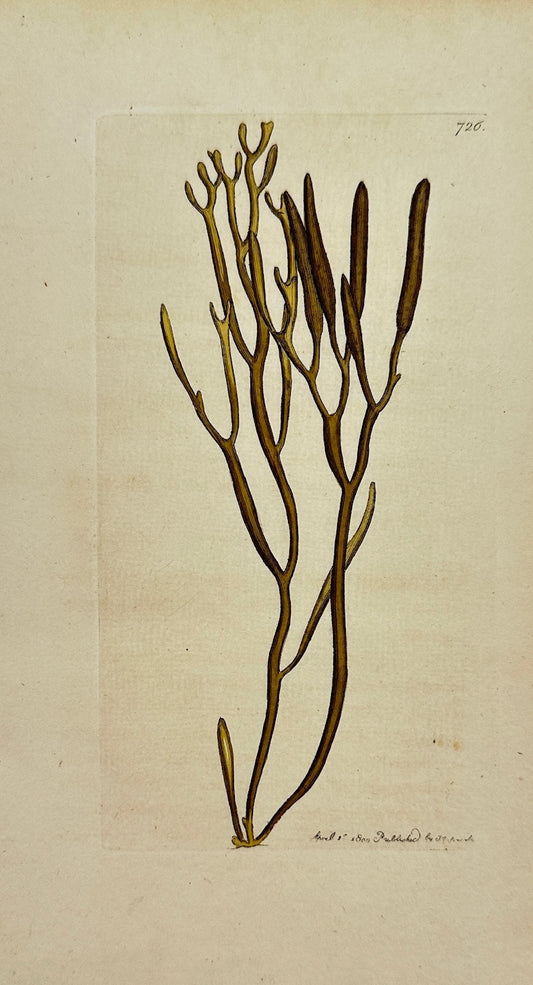 Antique Print - James Sowerby - Fucus Tuberculatus - Knotted Wrack - F1