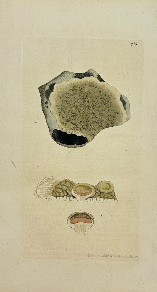 Antique Print - James Sowerby - Lichen Perellus - Perennial Lichen - F1