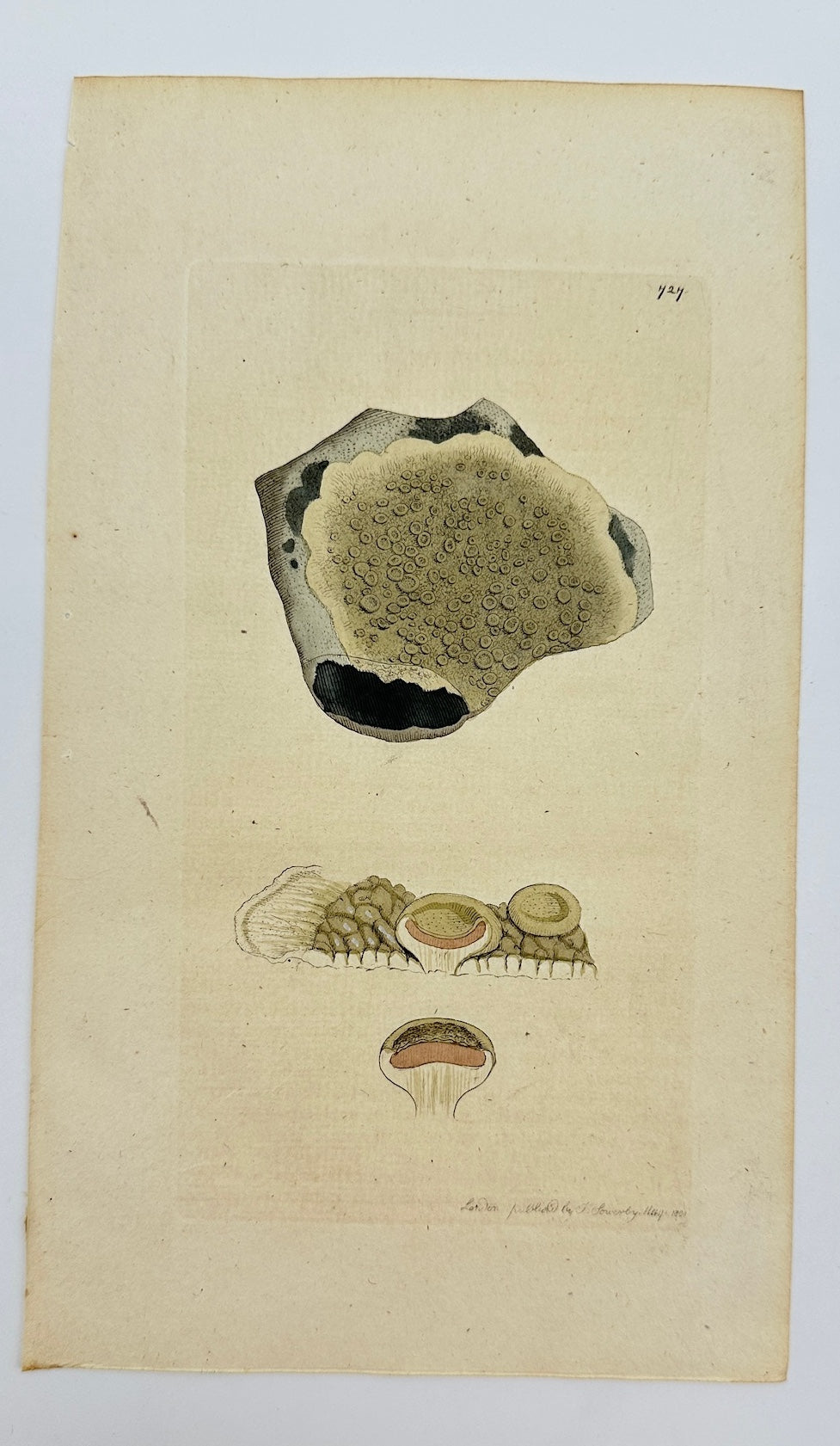 Antique Print - James Sowerby - Lichen Perellus - Perennial Lichen - F1