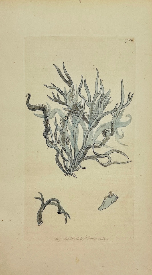 Antique Print - James Sowerby - Lichen Fuciformis - Fuciform Lichen - F1