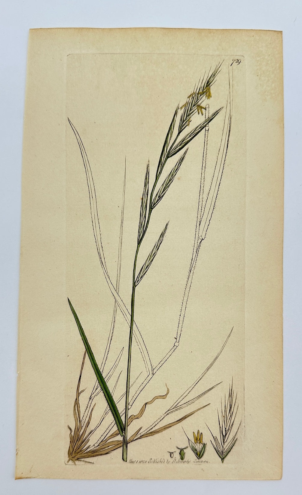 Antique Print - James Sowerby - Bromus Sylvaticus - Wood Meadow-grass - F1