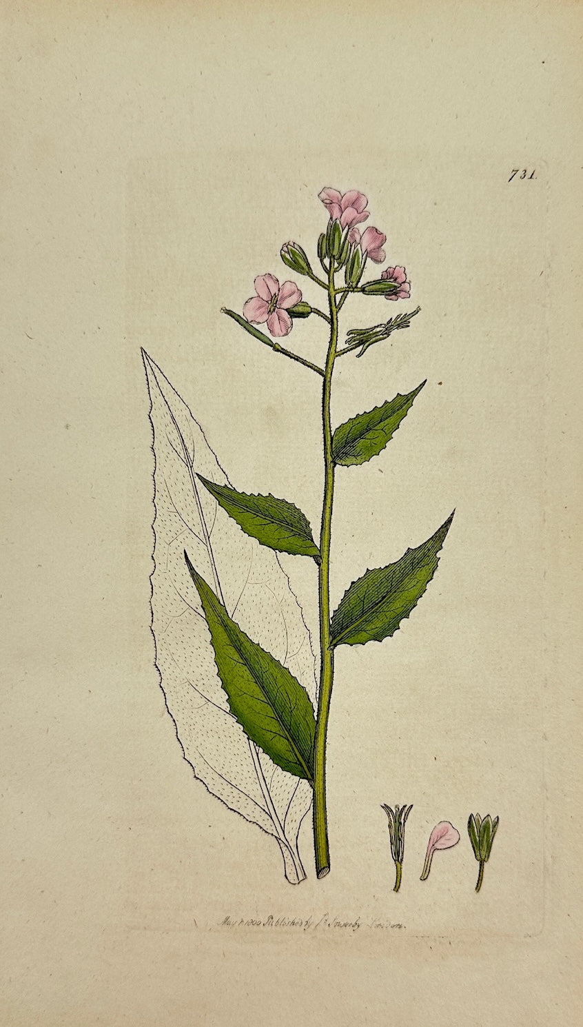 Antique Print - James Sowerby - Hesperis Inodora - Odorless Rocket - F1