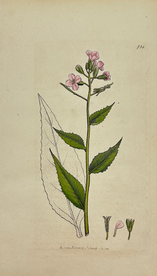 Antique Print - James Sowerby - Hesperis Inodora - Odorless Rocket - F1