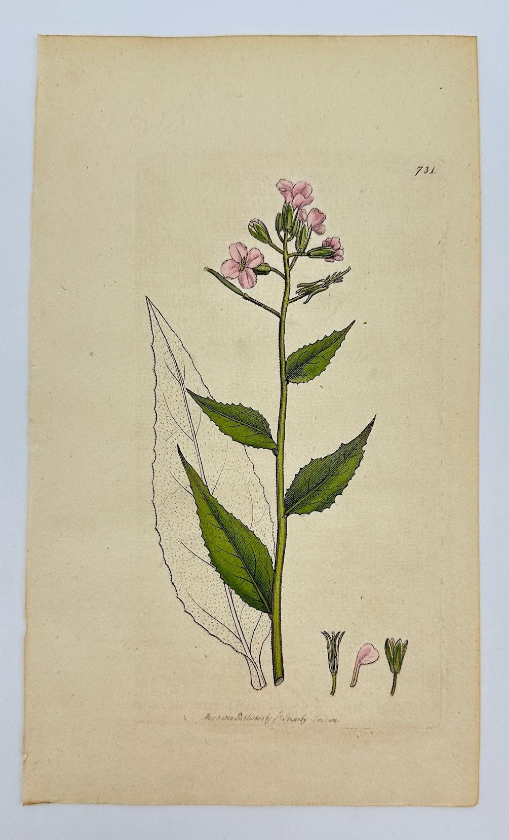 Antique Print - James Sowerby - Hesperis Inodora - Odorless Rocket - F1