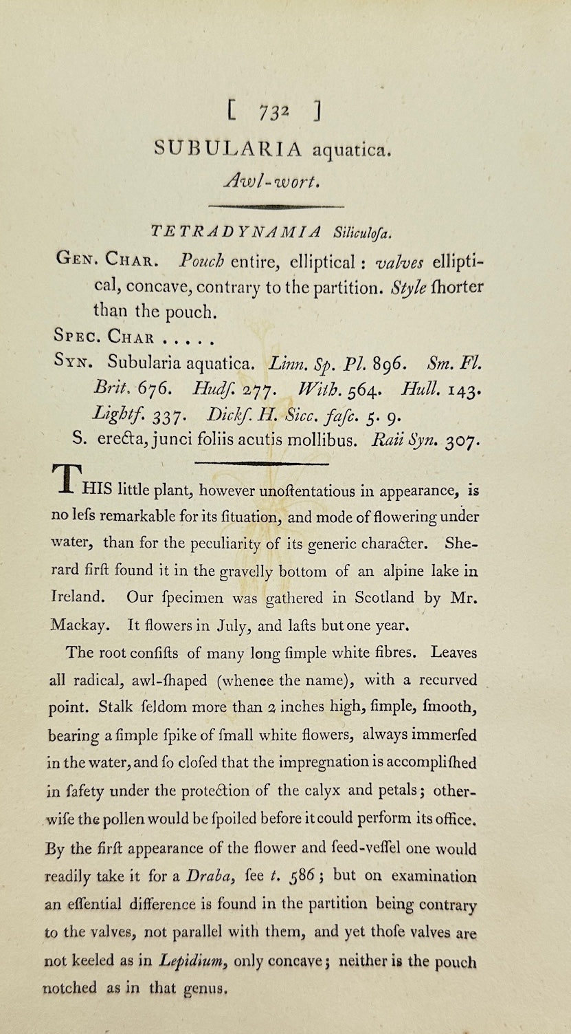 Antique Print - James Sowerby - Subularia Aquatica - Water Starwort - F1