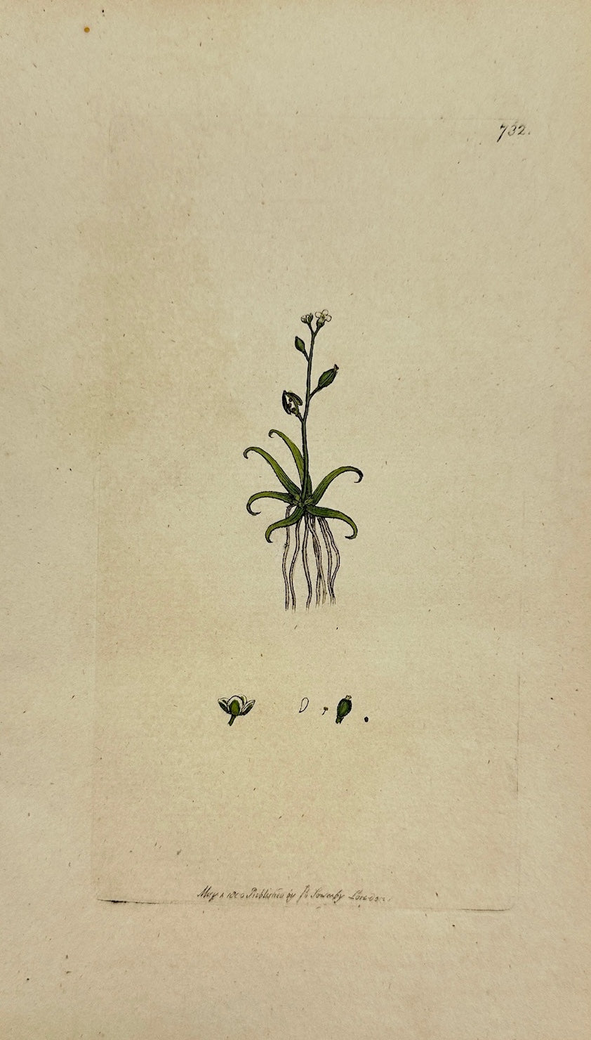 Antique Print - James Sowerby - Subularia Aquatica - Water Starwort - F1