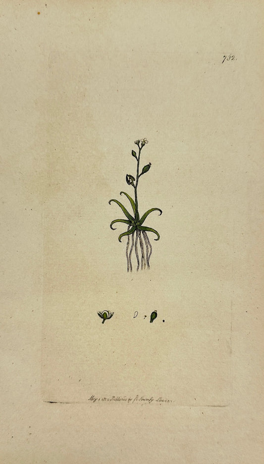 Antique Print - James Sowerby - Subularia Aquatica - Water Starwort - F1