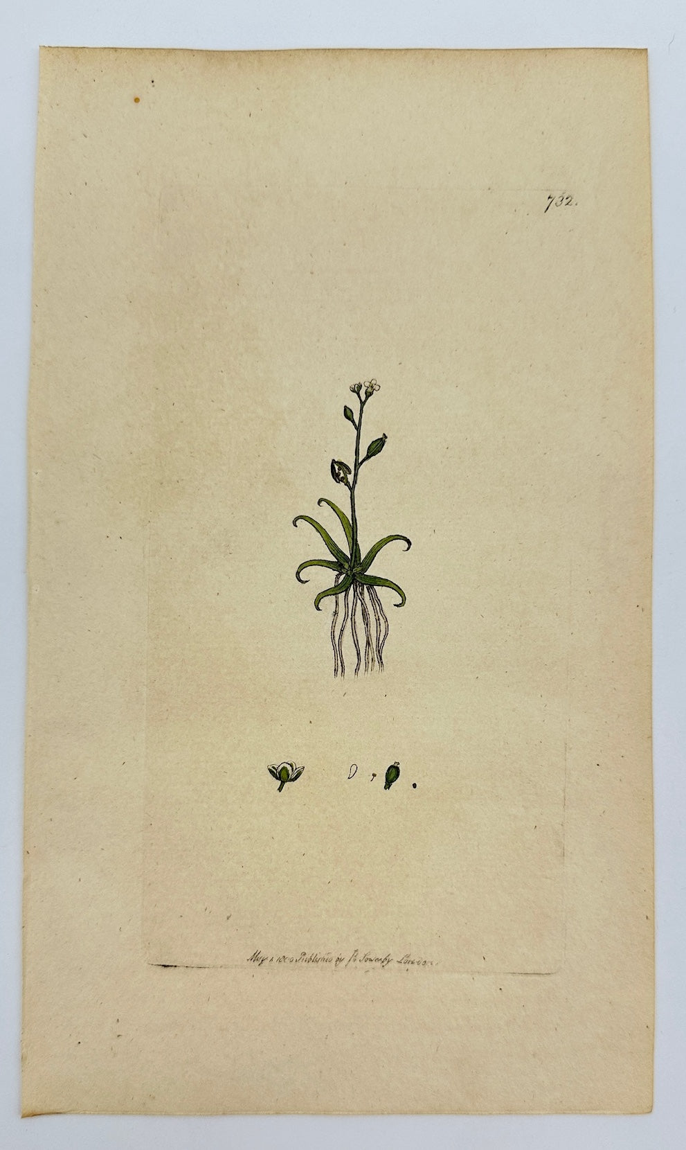 Antique Print - James Sowerby - Subularia Aquatica - Water Starwort - F1