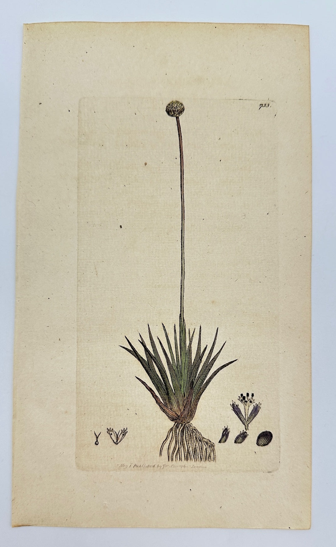 Antique Print - Sowerby - Eriocaulon Septangulare - Seven-angled Eriocaulon - F1
