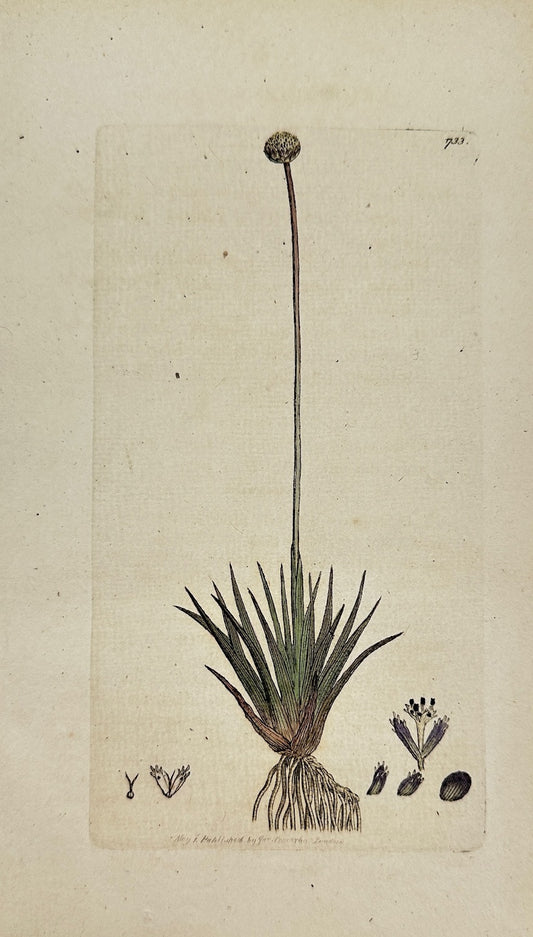 Antique Print - Sowerby - Eriocaulon Septangulare - Seven-angled Eriocaulon - F1