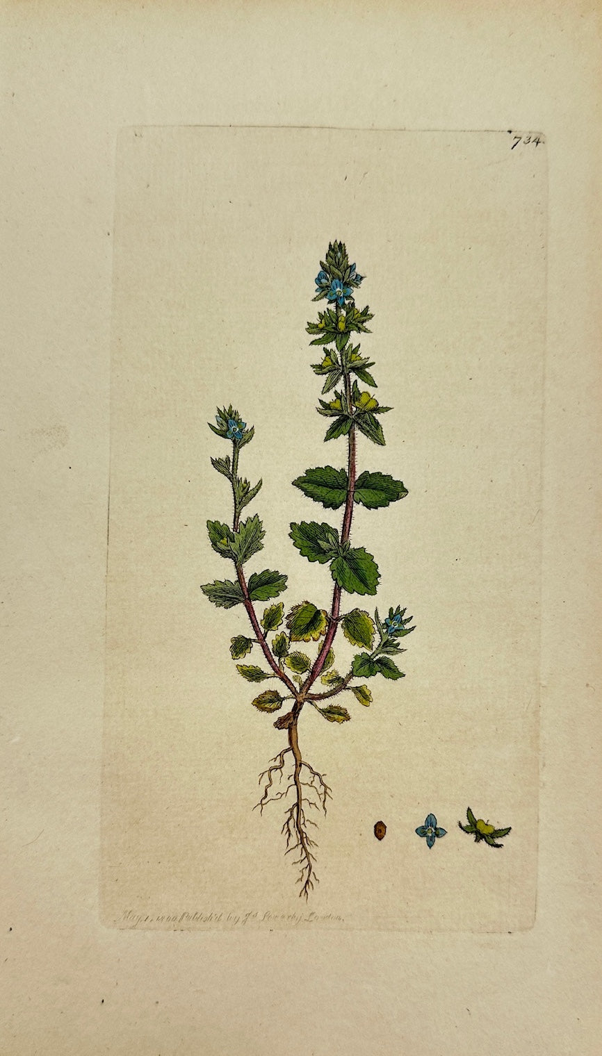 Antique Print - James Sowerby - Veronica Arvensis - Field Speedwell - F1