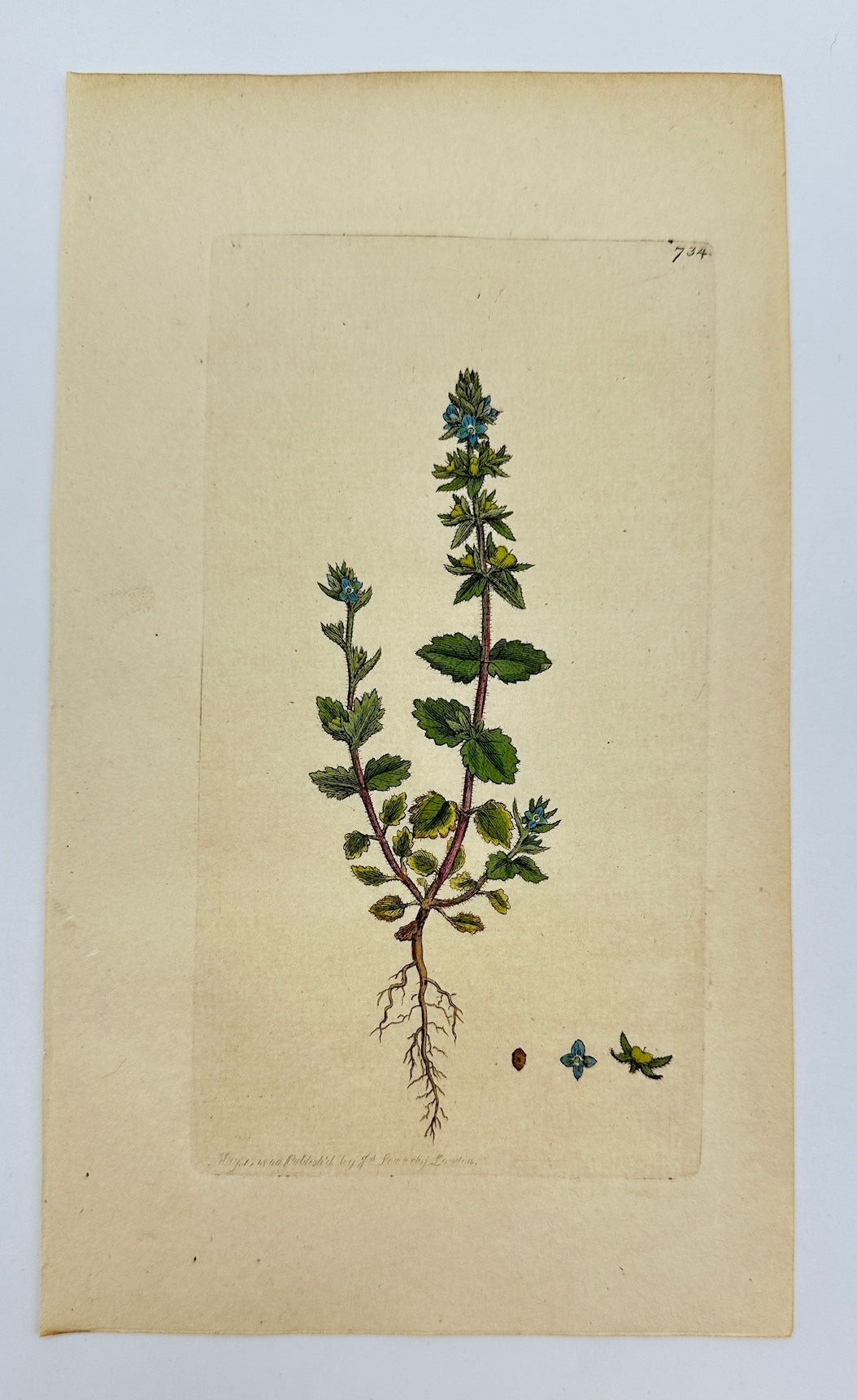 Antique Print - James Sowerby - Veronica Arvensis - Field Speedwell - F1