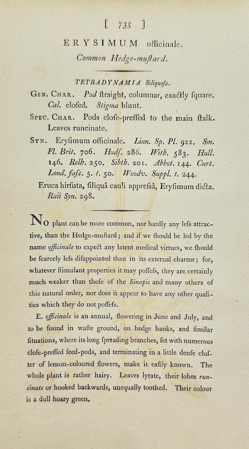 Antique Botanical Print - James Sowerby - Erysimum Officinale - Woundwort - F1