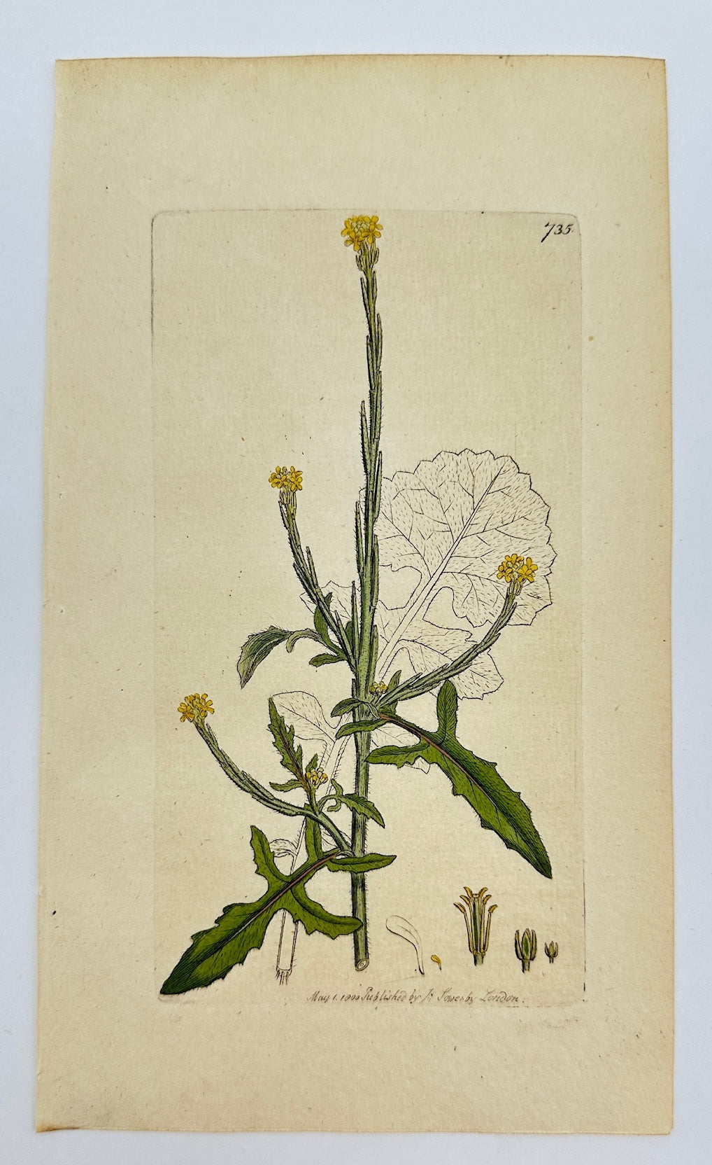 Antique Botanical Print - James Sowerby - Erysimum Officinale - Woundwort - F1