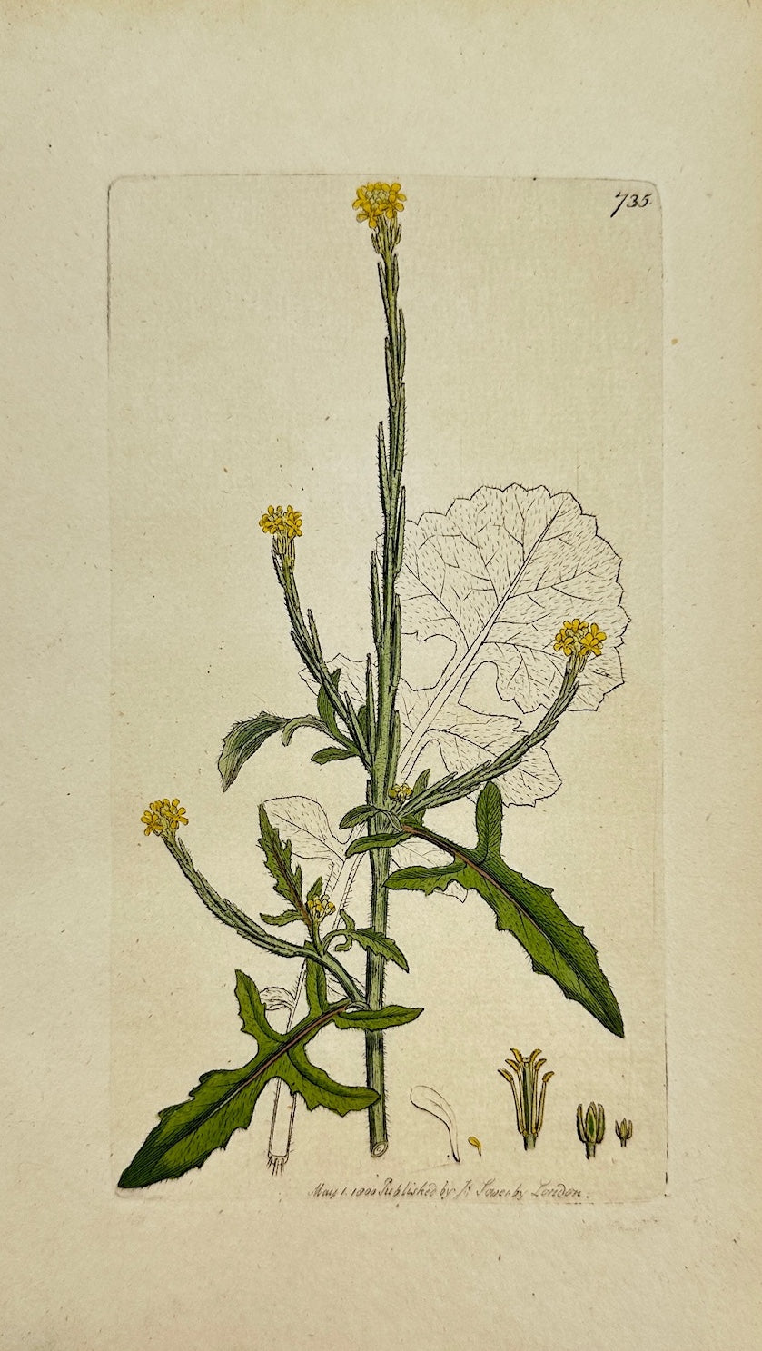 Antique Botanical Print - James Sowerby - Erysimum Officinale - Woundwort - F1
