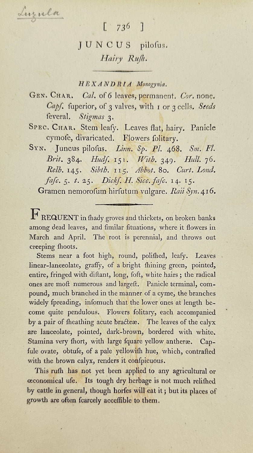 Antique Botanical Print - James Sowerby - Juncus Pilosus - Hairy Rush - F1