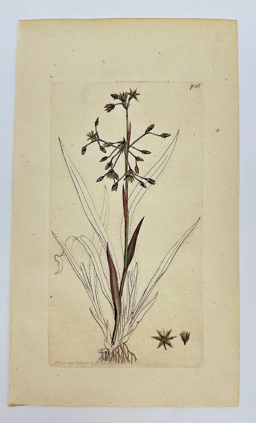 Antique Botanical Print - James Sowerby - Juncus Pilosus - Hairy Rush - F1