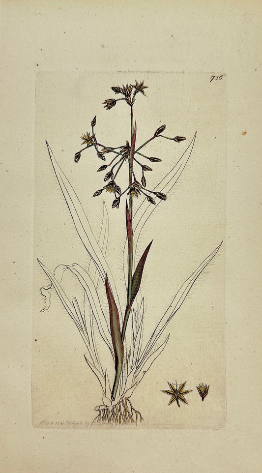 Antique Botanical Print - James Sowerby - Juncus Pilosus - Hairy Rush - F1