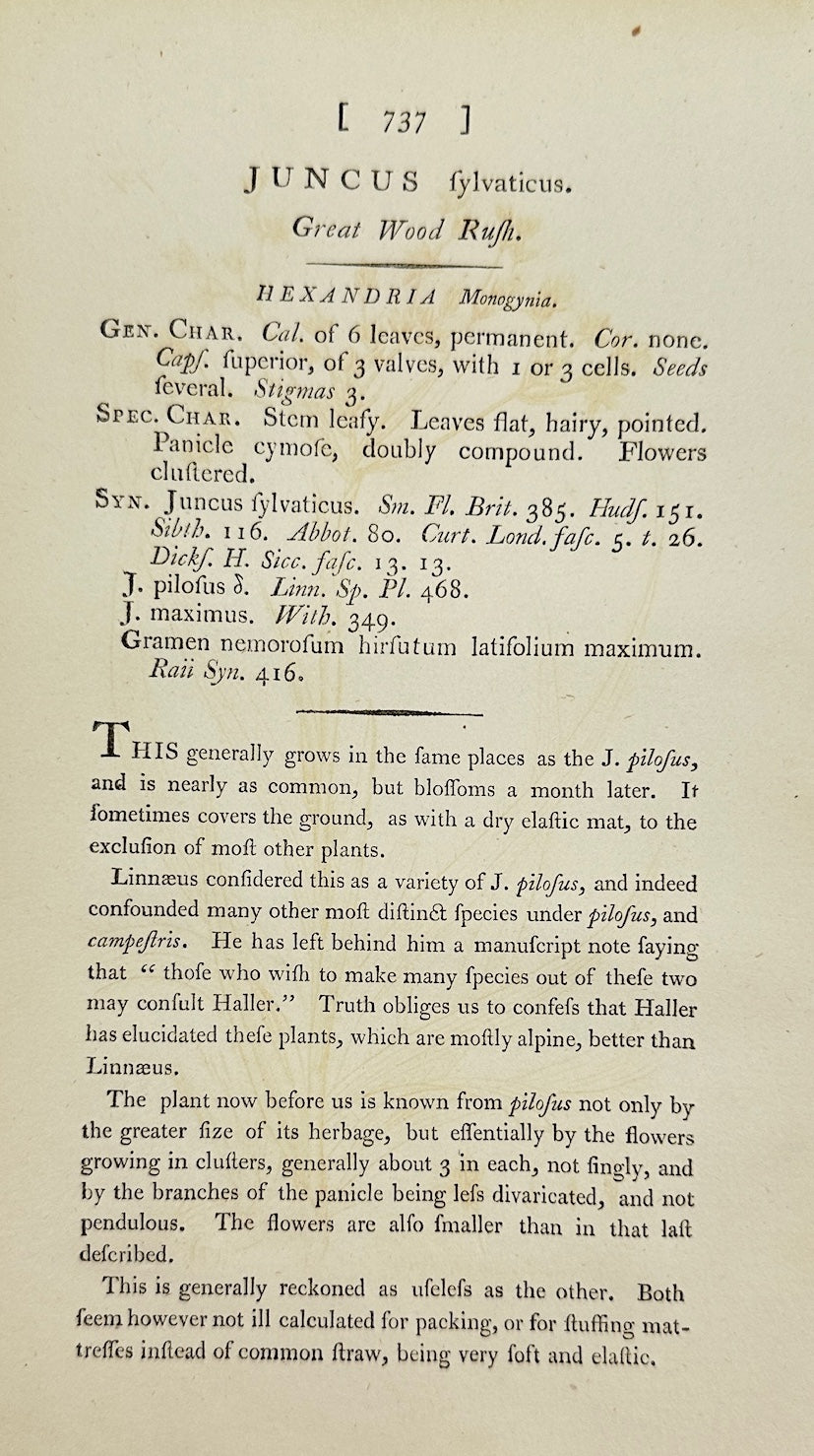 Antique Botanical Print - James Sowerby - Juncus Sylvaticus - Wood Rush - F1