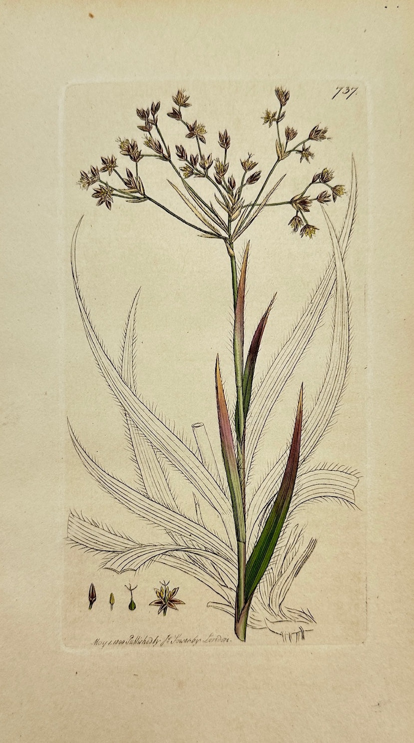 Antique Botanical Print - James Sowerby - Juncus Sylvaticus - Wood Rush - F1