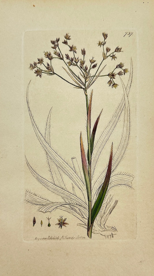 Antique Botanical Print - James Sowerby - Juncus Sylvaticus - Wood Rush - F1
