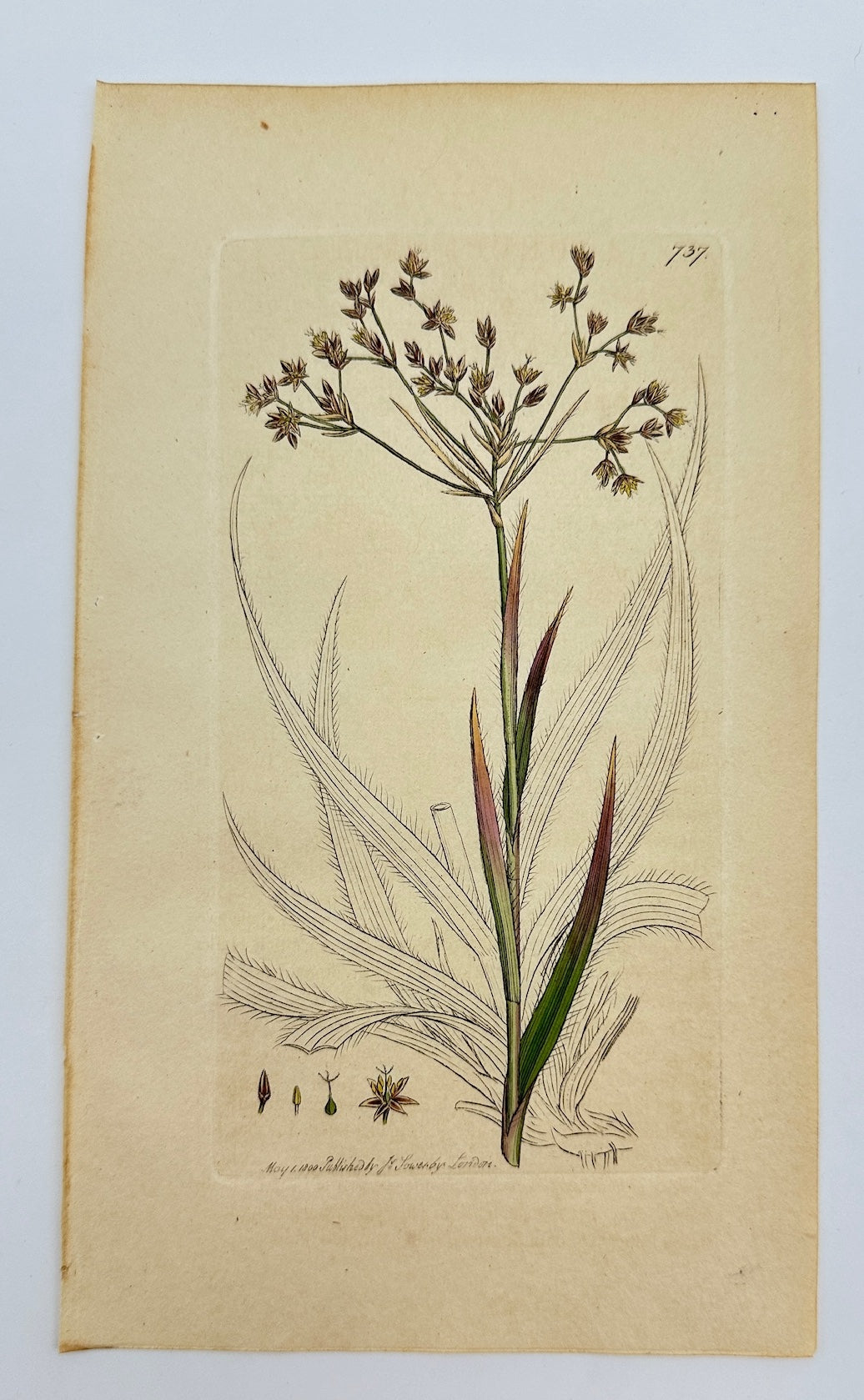 Antique Botanical Print - James Sowerby - Juncus Sylvaticus - Wood Rush - F1